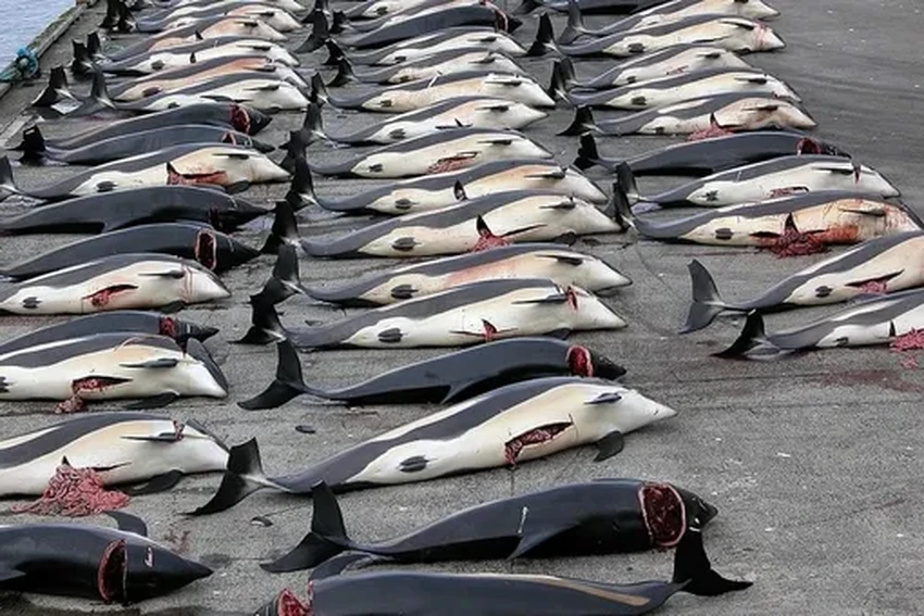 Новое судно для китобойного промысла в Японии: почему охота на китов продолжается