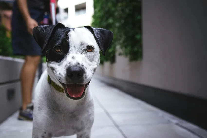 Радикальный секрет долголетия: как кастрация влияет на продолжительность жизни