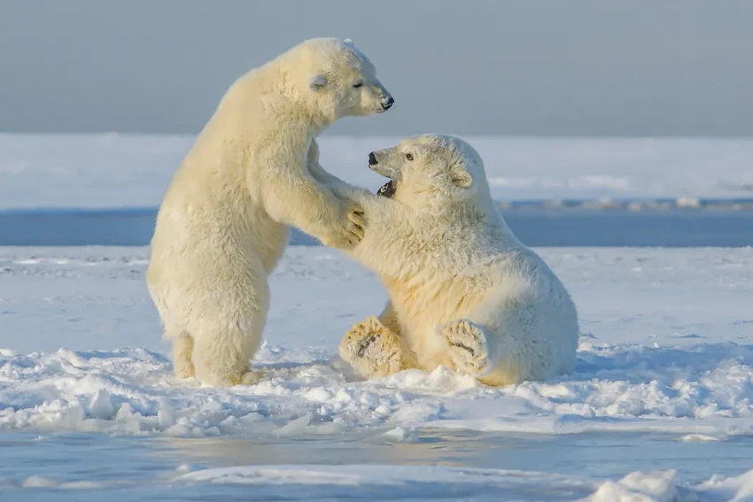 Белые медведи на грани: как удлиняющееся лето ведет их к голодной смерти