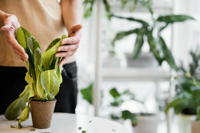 От свиста до кондиционера: как люди учились управлять климатом дома