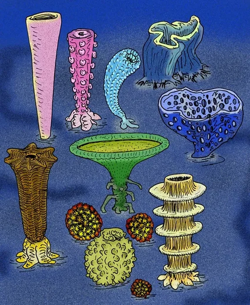 Строматолиты и мамонты: главные открытия недели об эволюции жизни