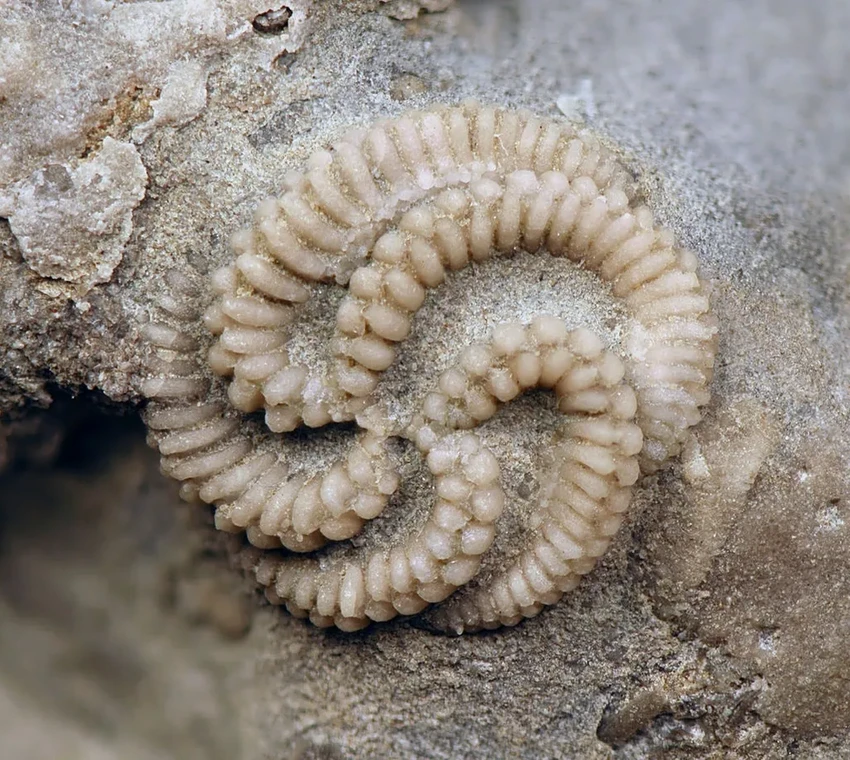 Как древние черви наполнили Землю кислородом и жизнью 480 млн лет назад