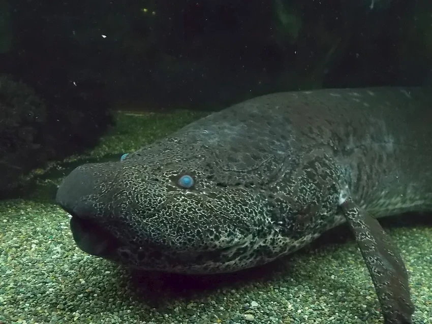 Рекордный геном: ДНК папоротника в 50 раз длиннее человеческой