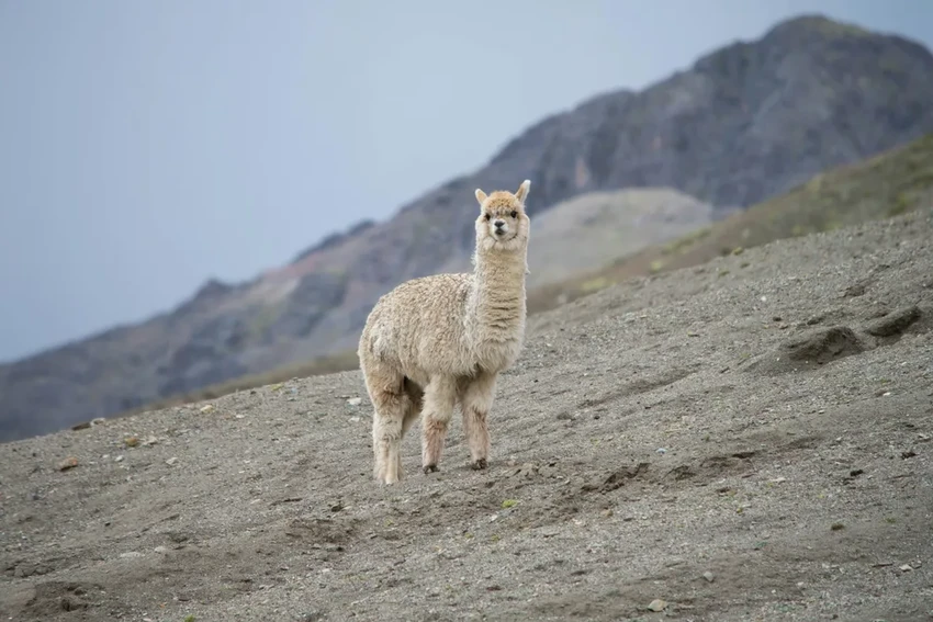 Птичий грипп H5N1 обнаружен у альпак: новая угроза для млекопитающих