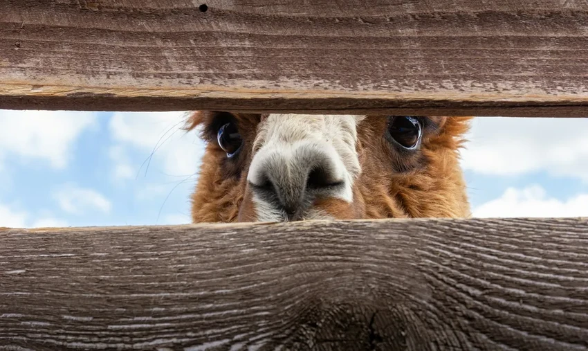 Птичий грипп H5N1 обнаружен у альпак: новая угроза для млекопитающих