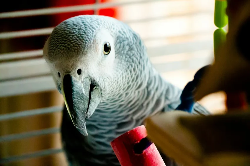 Приз в 10 миллионов долларов: кто создаст язык для общения с животными?