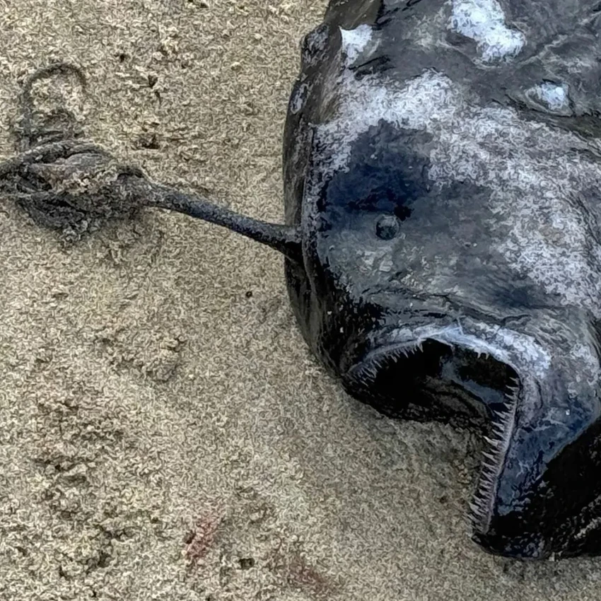 Редкий глубоководный удильщик выброшен на побережье Орегона: фото и детали находки