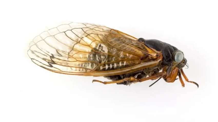 Мальчик нашёл уникальную цикаду с голубыми глазами: генетическая аномалия