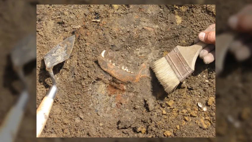 Тайны Джеймстауна: зачем первые колонисты Америки ели индейских собак