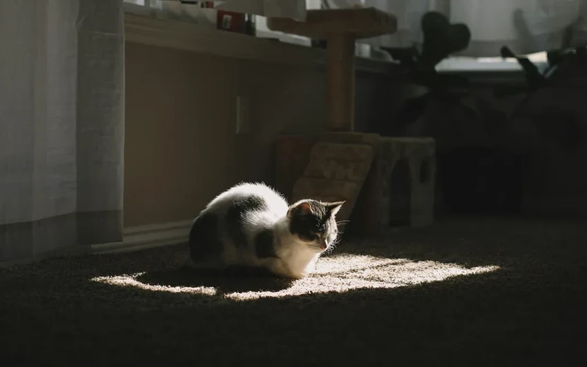 Секрет финских кошек-салмиак: найдена генетическая мутация