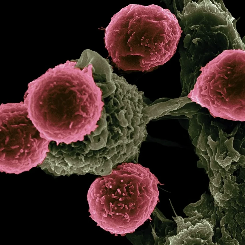 Онколитические вирусы: как патогены учат иммунитет бороться с раком