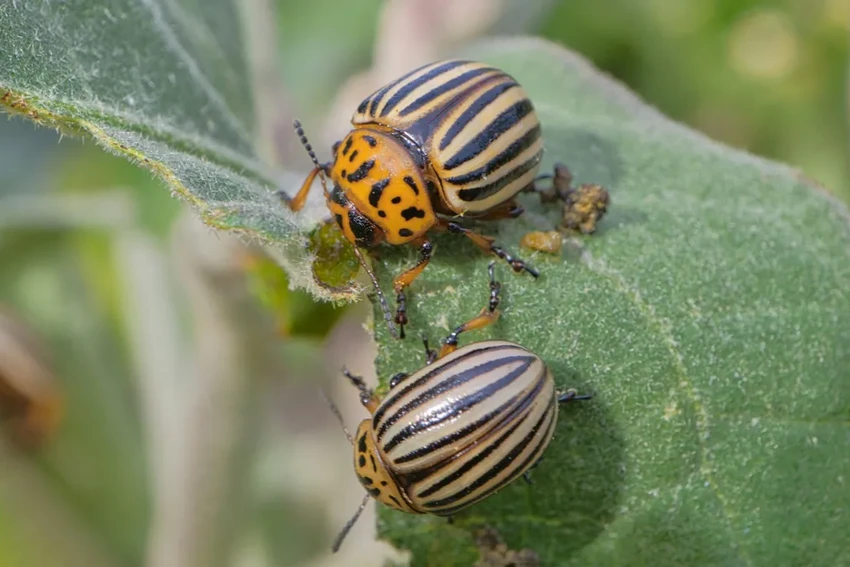 Почему колорадский жук не боится ядов? Учёные нашли ответ в его геноме