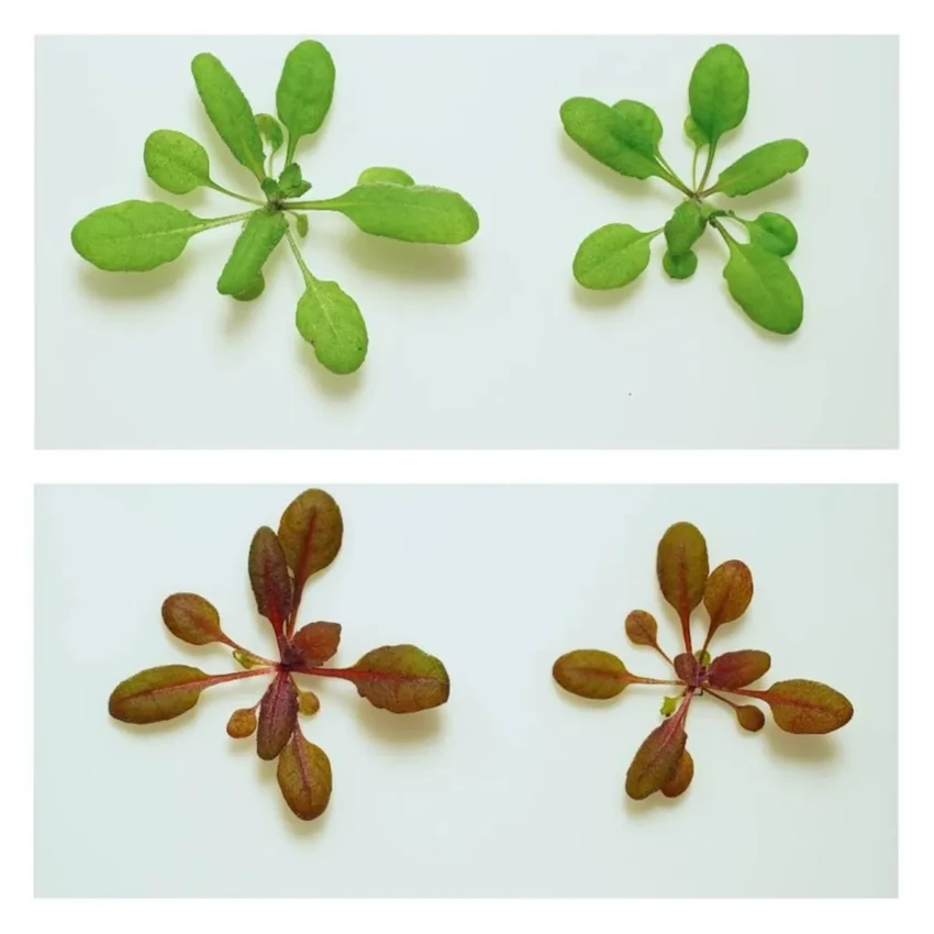 Растение-детектор: биосенсор меняет цвет, обнаружив опасный пестицид