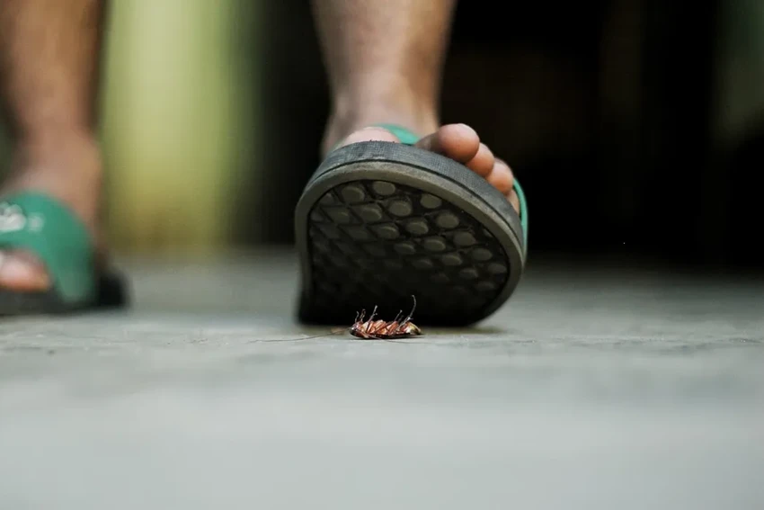 Немецкий таракан: как он обманул всех и захватил мир