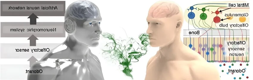 Искусственный нос на основе живых рецепторов человека учится диагностировать рак