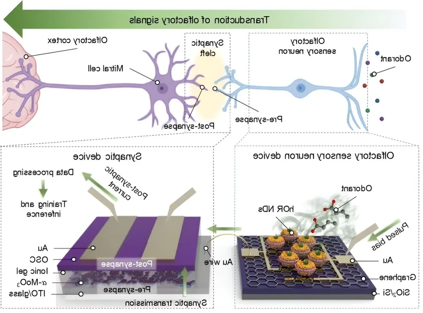 Искусственный нос на основе живых рецепторов человека учится диагностировать рак