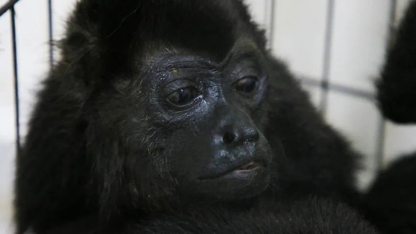 Из-за жары в Мексике обезьяны падают с деревьев замертво