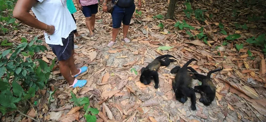 Из-за жары в Мексике обезьяны падают с деревьев замертво
