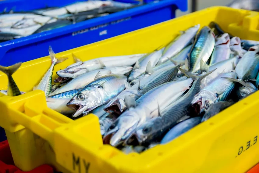 Рыбий жир для здоровых: новые данные о риске аритмии и инсульта