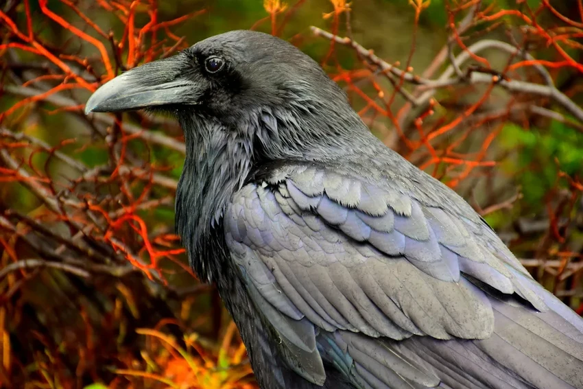 Вороны умеют считать вслух: как птицы осваивают числовую коммуникацию