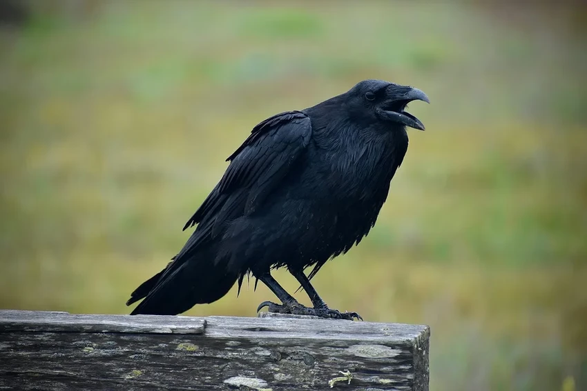 Вороны умеют считать вслух: как птицы осваивают числовую коммуникацию