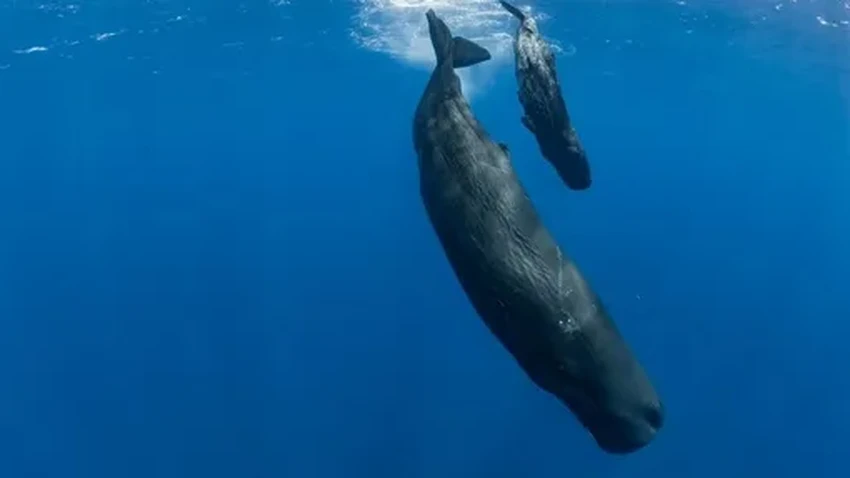 Как спасти средиземноморских кашалотов? Угрозы для гигантов и путь одного кита