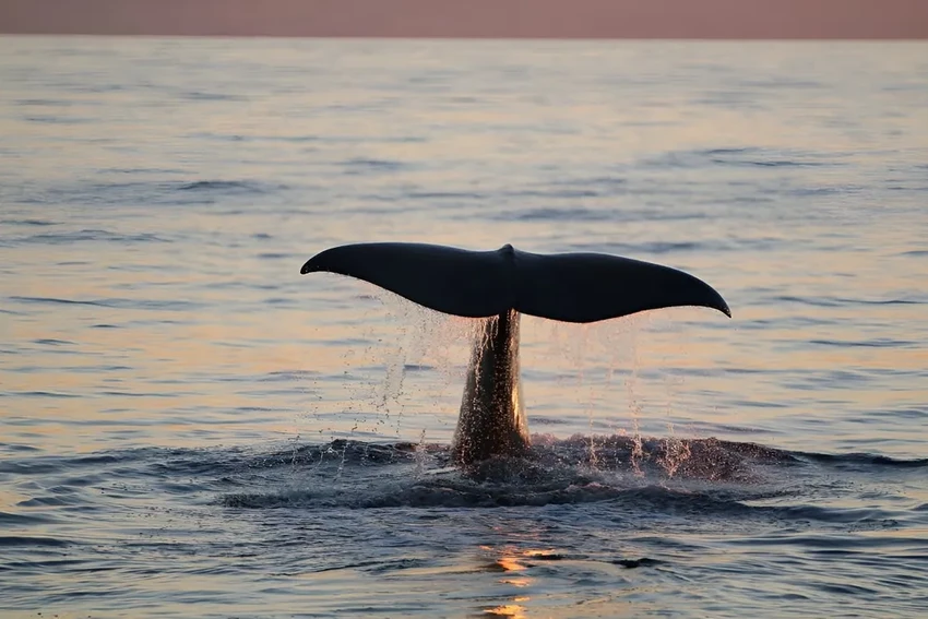 Как спасти средиземноморских кашалотов? Угрозы для гигантов и путь одного кита