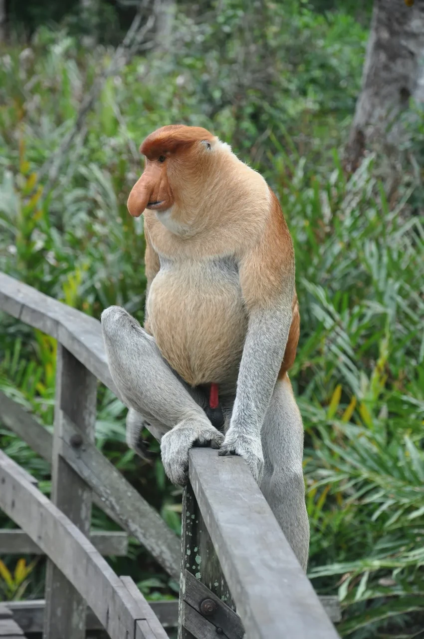 Ученые выяснили, зачем носачам на Борнео такие огромные носы