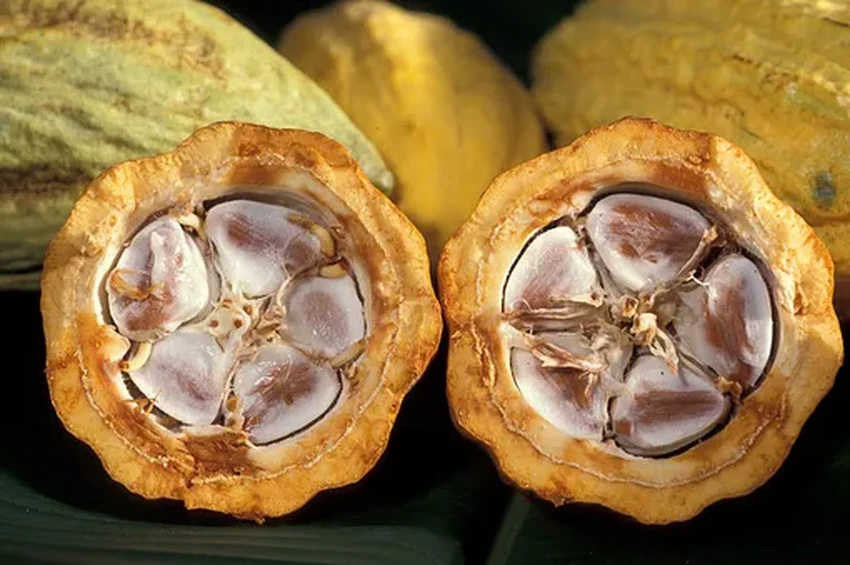 Новый шоколад из отходов какао-фрукта: полезнее, слаще и экологичнее