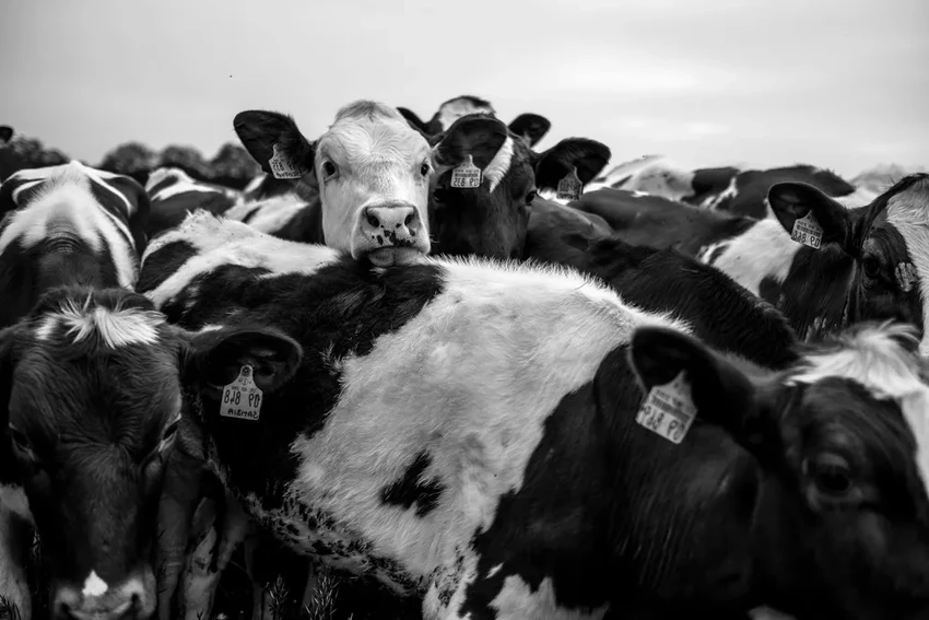 В Мичигане второй работник фермы заразился птичьим гриппом H5N1 от коровы