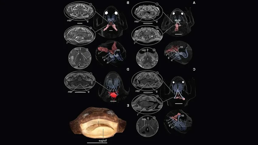 Загадка лягушки с Борнео: как крошечные легкие оставались невидимыми