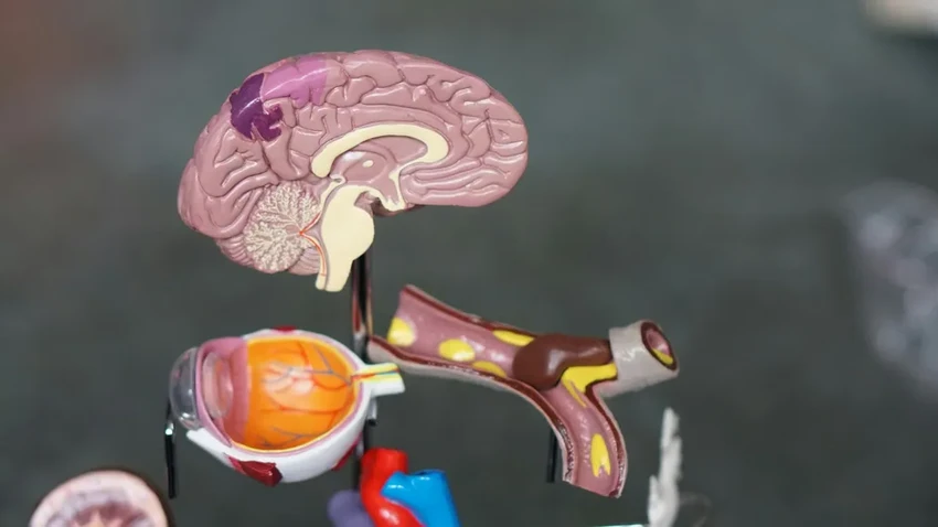 Вещество из граната для памяти: новая надежда в борьбе с болезнью Альцгеймера