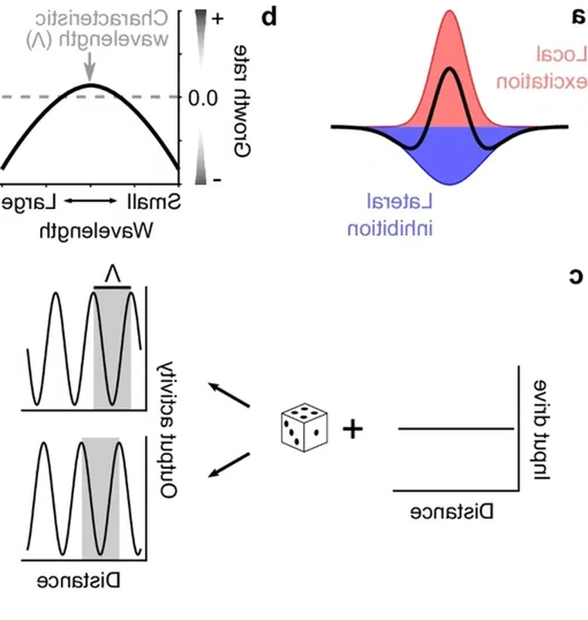 Самоорганизация мозга: как нейроны строят мысли без инструкций