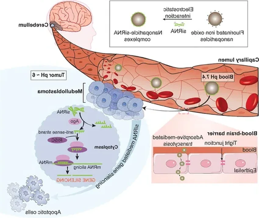 Наночастицы против детского рака мозга: как железо пробивает барьер