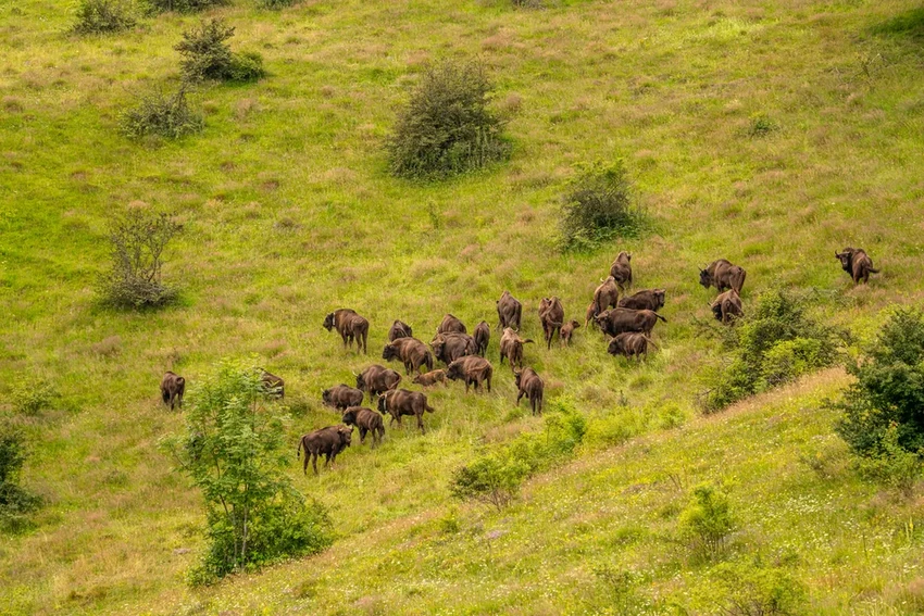Как дикие зубры борются с выбросами углерода лучше тысяч автомобилей