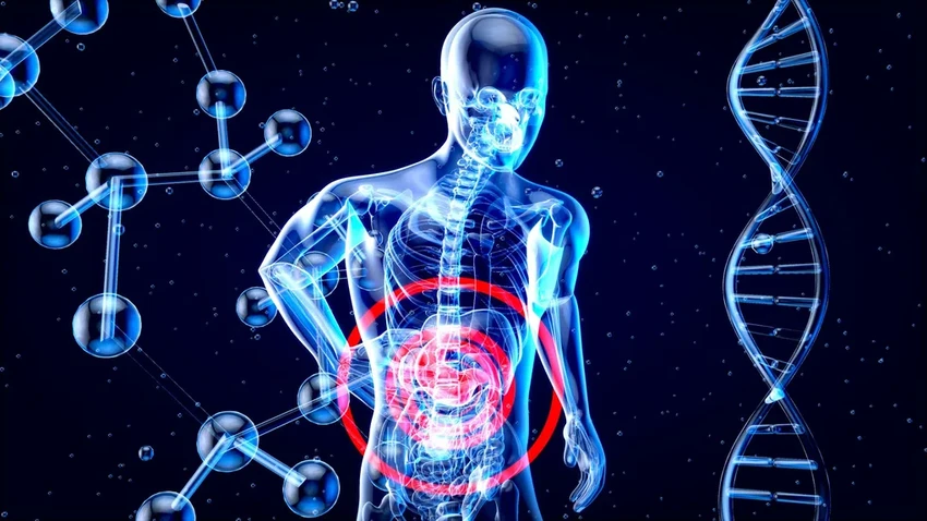 Как бактерии кишечника влияют на наши решения: исследование о чувстве справедливости