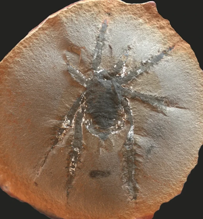 Загадочный паук-рыцарь: найден новый вид с шипастыми лапами