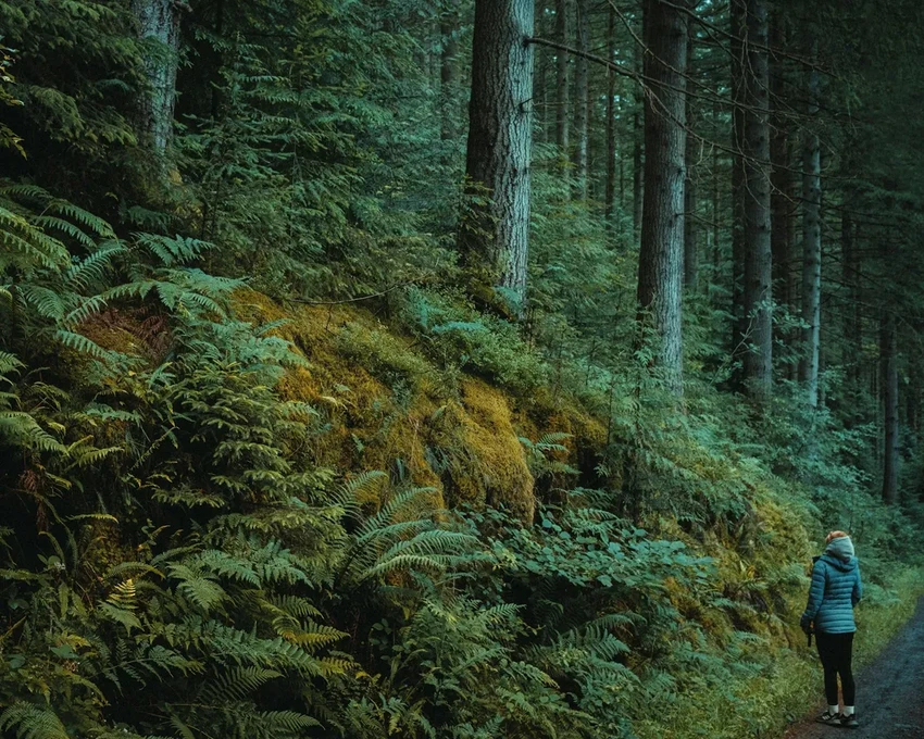 Наблюдение за птицами — научно доказанный способ быстро улучшить настроение