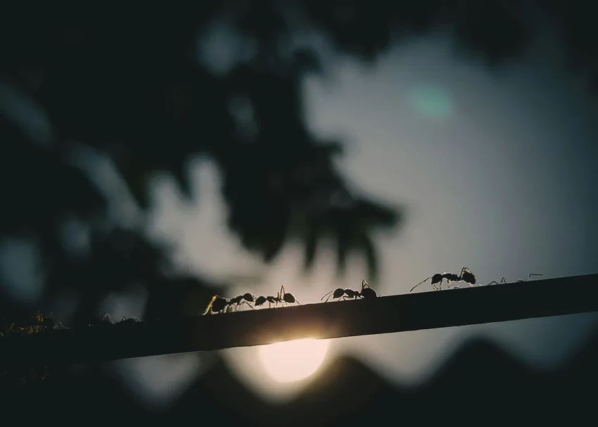 Как общаются животные: тайные языки феромонов, звуков и танцев