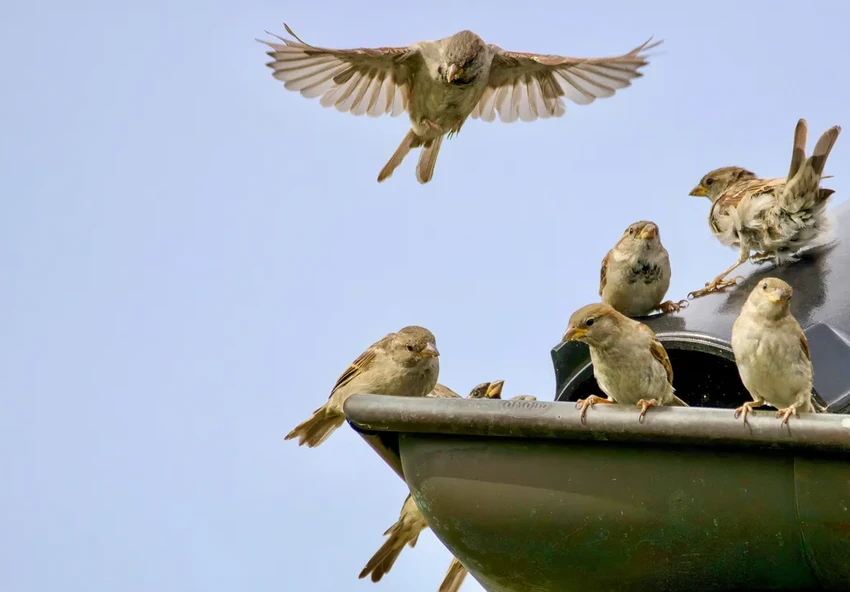 Как общаются животные: тайные языки феромонов, звуков и танцев