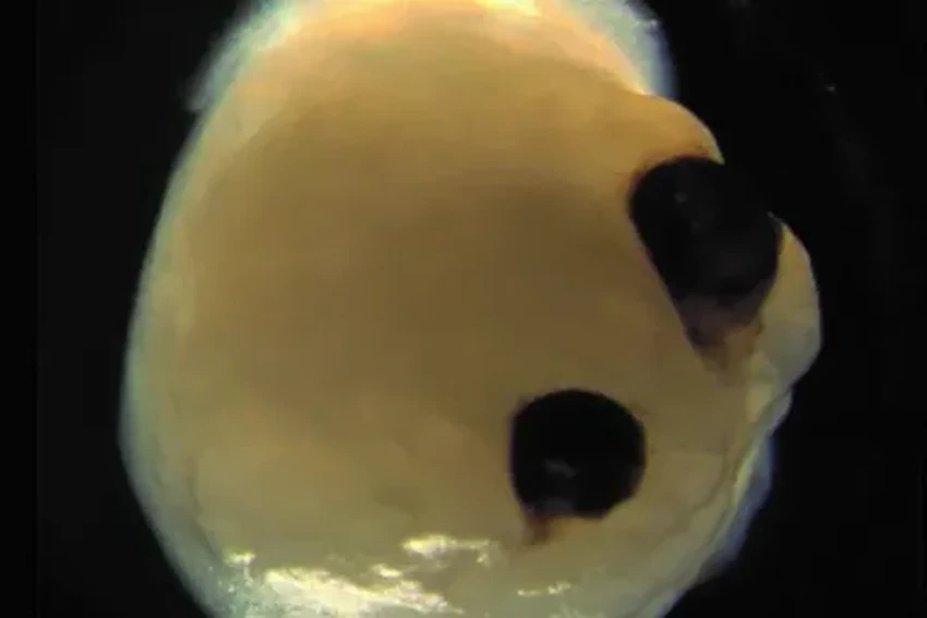 Нейробиология недели: карта мозга, память и заморозка ткани