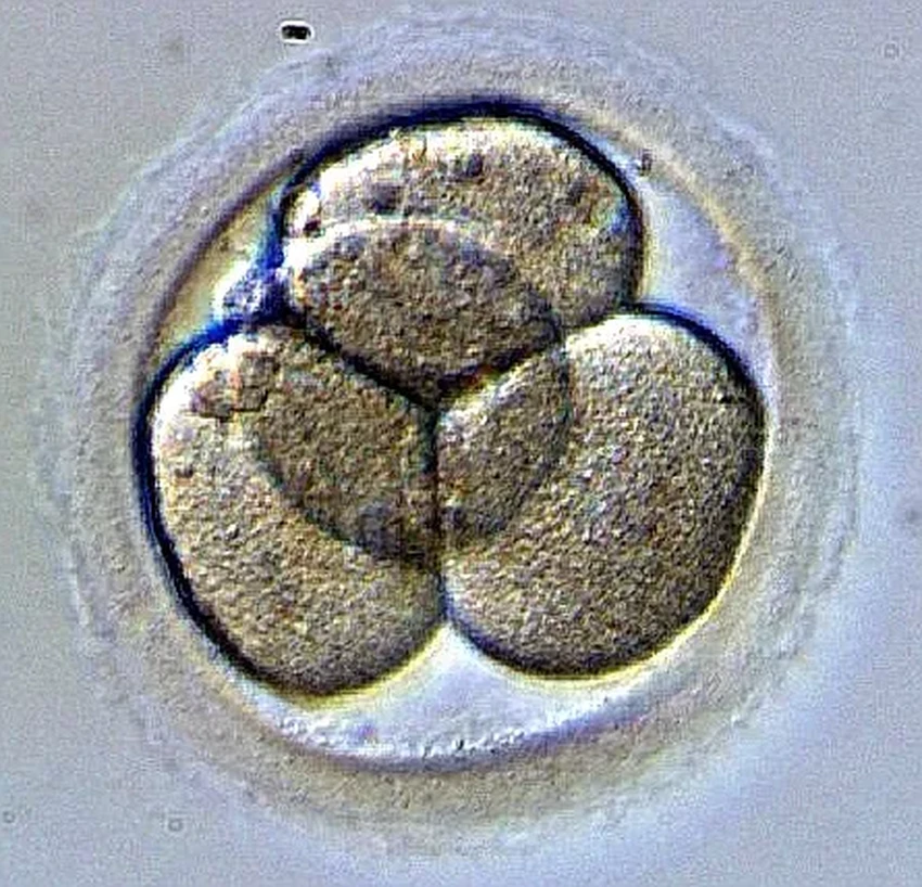 Тайна первого деления: как асимметрия эмбриона определяет развитие человека