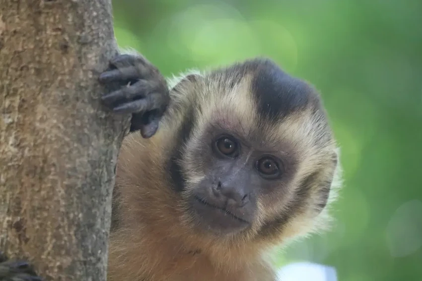 Капуцины добывают пищу камнями и палками: уникальные кадры
