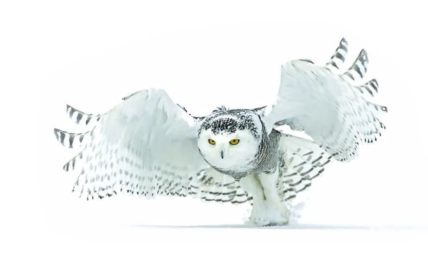 Умный бинокль для орнитологов: как технология распознаёт виды птиц