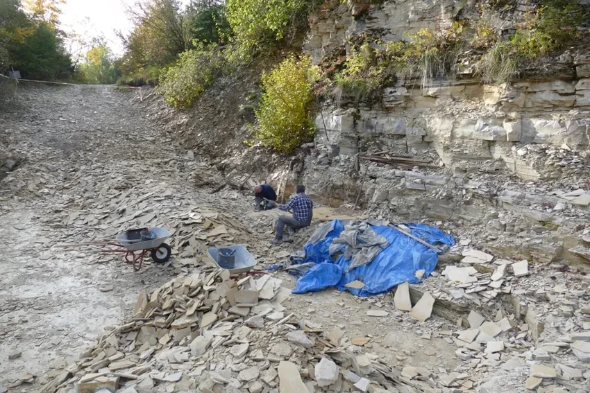 Застывшая регенерация: офиура клонировала себя 155 миллионов лет назад