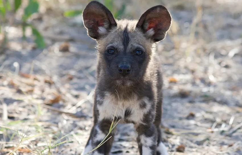 Щенячий взгляд: дикие собаки доказывают, что это не для людей