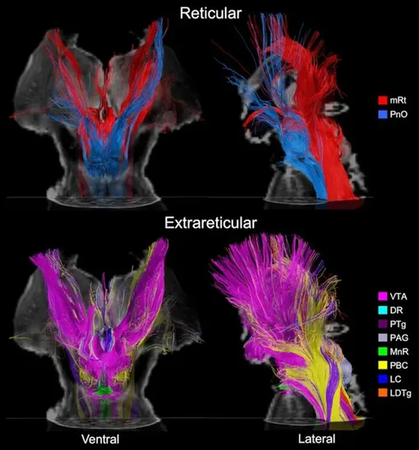 Новая карта мозга: путь к пробуждению из комы