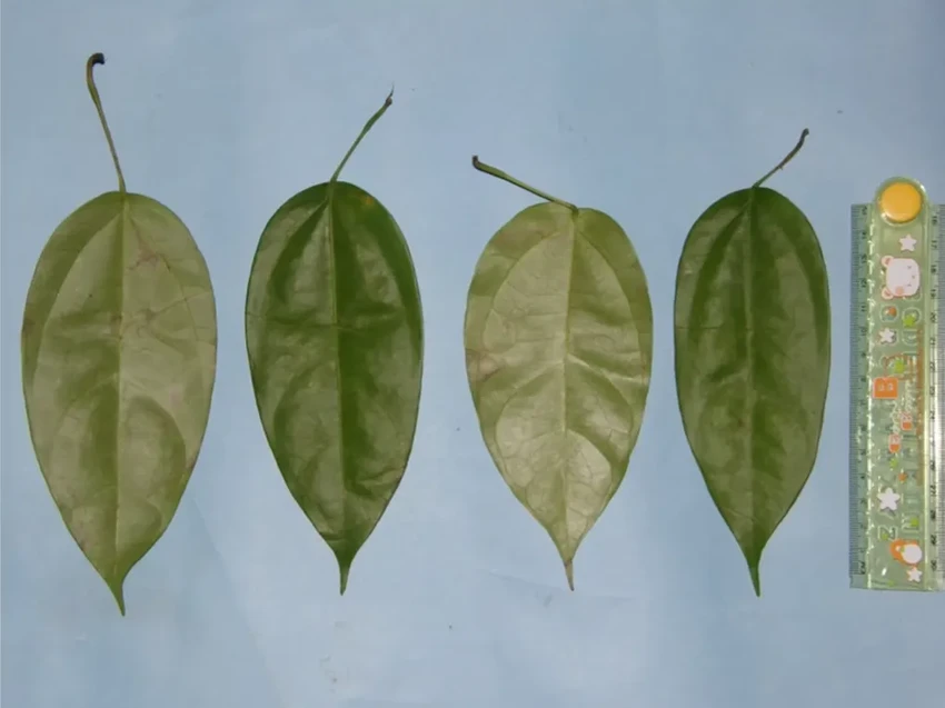 Впервые в истории: орангутанг сам наложил на рану лечебную повязку