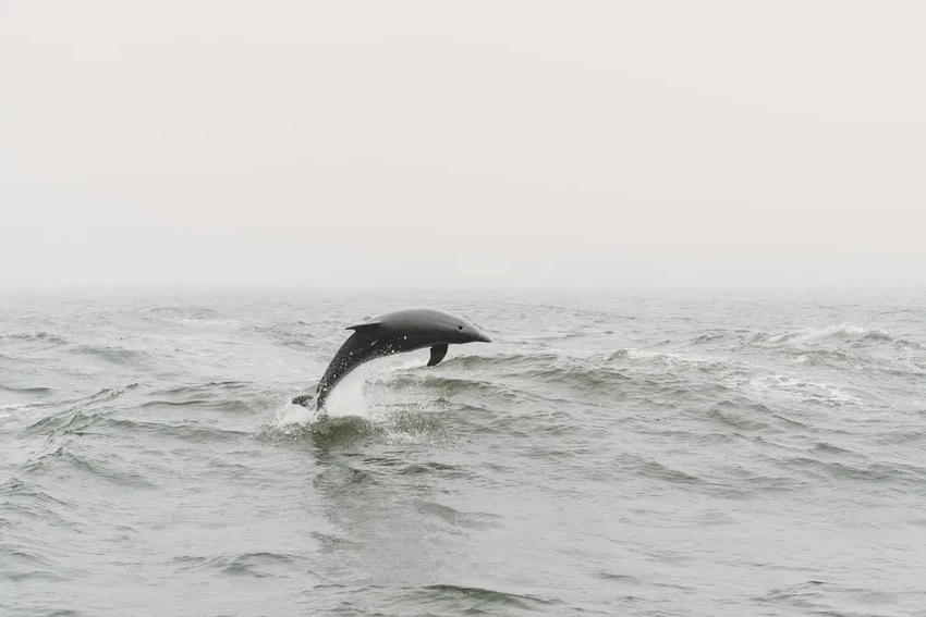 Кто застрелил дельфина в Луизиане? NOAA предлагает $20 000 за информацию