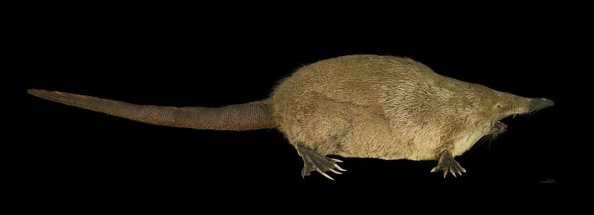 За что выхухоль назвали вонючкой: правда о смешном имени и судьба зверька